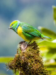 Golden-browed Chlorophonia - Chlorophonia callophrys in Costa Rica