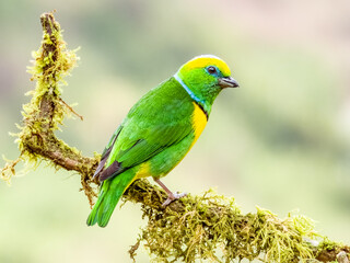 Golden-browed Chlorophonia - Chlorophonia callophrys in Costa Rica