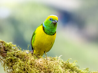 Golden-browed Chlorophonia - Chlorophonia callophrys in Costa Rica