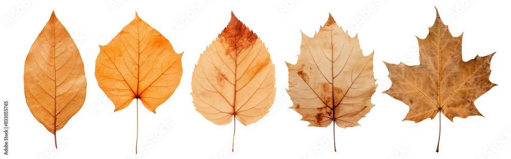 Wall mural Pressed leaves png element set on transparent background - Wall murals