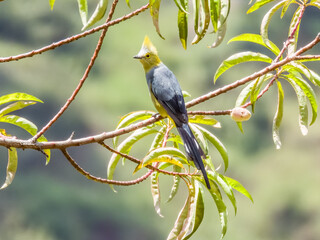Long-tailed Silky-flycatcher - Ptiliogonys caudatus in Costa Rica
