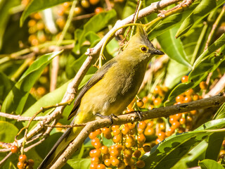 Long-tailed Silky-flycatcher - Ptiliogonys caudatus in Costa Rica
