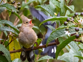 Long-tailed Silky-flycatcher - Ptiliogonys caudatus in Costa Rica