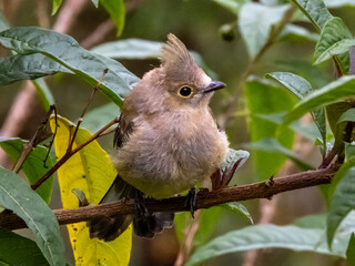 Long-tailed Silky-flycatcher - Ptiliogonys caudatus in Costa Rica