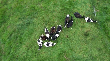 Aerial View of a Herd of Cattle