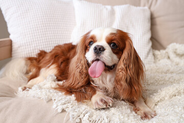 Cute cavalier King Charles spaniel lying on sofa at home