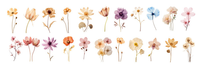 Pressed flower png element set on transparent background