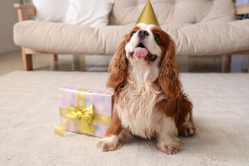 Cute cavalier King Charles spaniel with gift box and party hat sitting on floor at home