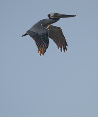 One Brown Pelican Flying in the Late Afternoon Sunlight