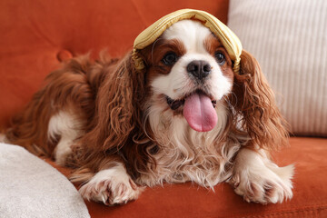 Cute cavalier King Charles spaniel with sleeping mask lying on sofa at home