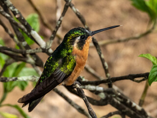 Purple-throated Mountain-gem - Lampornis calolaemus in Costa Rica