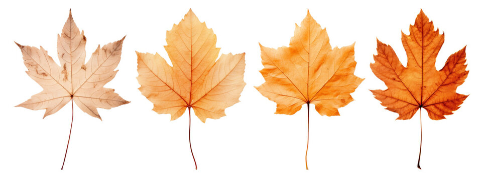 Meple leaf png element set on transparent background