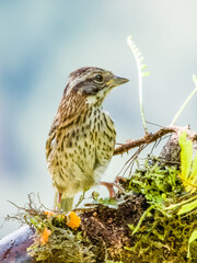 Rufous-collared Sparrow - Zonotrichia capensis in Costa Rica