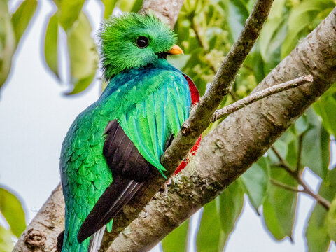 Resplendent Quetzal - Pharomachrus mocinno in Costa Rica