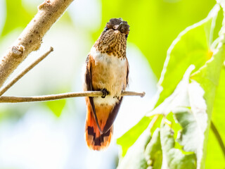 Scintillant Hummingbird - Selasphorus scintilla in Costa Rica