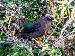 Sooty Thrush - Turdus nigrescens in Costa Rica