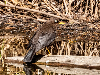 Sooty Thrush - Turdus nigrescens in Costa Rica
