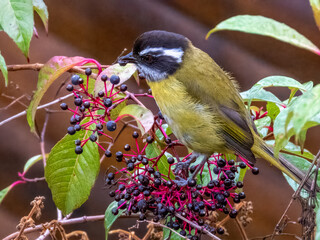 Sooty-capped Chlorospingus - Chlorospingus pileatus in Costa Rica