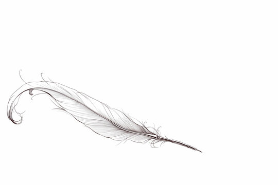 plume de cygne blanche pour la calligraphie pos&eacute;e sur un fond blanc avec espace n&eacute;gatif copyspace - outil d'&eacute;criture.