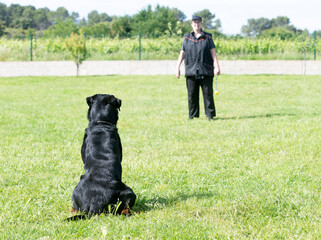 rottweiler training for competition