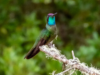 Talamanca Hummingbird - Eugenes spectabilis in Costa Rica
