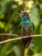 Talamanca Hummingbird - Eugenes spectabilis in Costa Rica