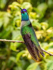 Naklejka premium Talamanca Hummingbird - Eugenes spectabilis in Costa Rica