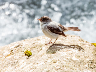 Torrent Tyrannulet - Serpophaga cinerea in Costa Rica