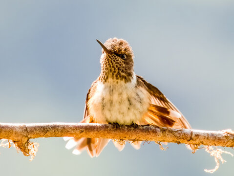 Volcano Hummingbird - Selasphorus flammula in Costa Rica