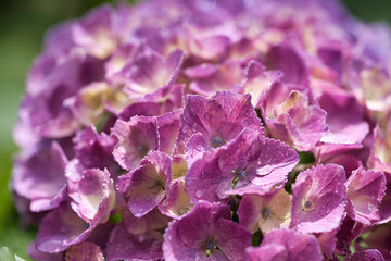 初夏のアジサイ