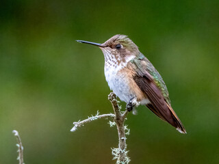 Volcano Hummingbird - Selasphorus flammula in Costa Rica