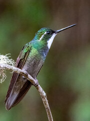 White-throated Mountain-gem - Lampornis castaneoventris