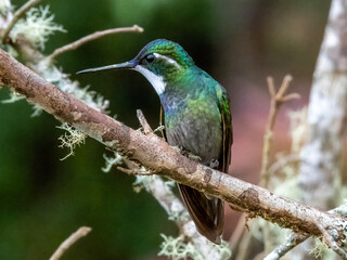 White-throated Mountain-gem - Lampornis castaneoventris