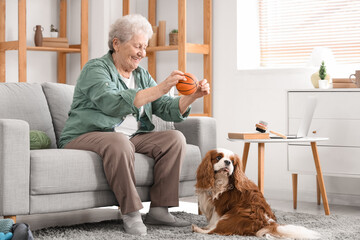 Senior woman playing with cute cavalier King Charles spaniel dog at home