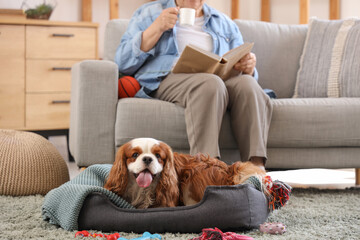 Senior woman reading book with cute cavalier King Charles spaniel dog in pet bed at home