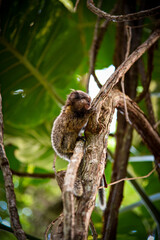A Curious Baby Marmoset clinging to a Tree Branch in Rio de Janeiro, Brazil