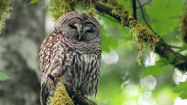 Close up of a Barred owl (Strix Varia) resting in a Big leaf maple tree on a windy day in the Pacific Northwest Rainforest.