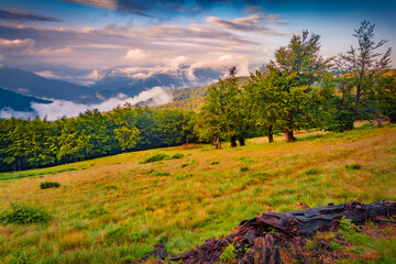 Astonishing summer view of misty mountain valley. Exciting morning scene of Carpathian mountains at...