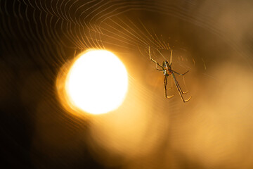 Orb-weaver spiders are members of the spider family Araneidae. They are the most common group of builders of spiral wheel-shaped webs often found in gardens, fields, and forests. 