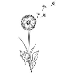 Dandelion flower hand drawn vintage vector sketch drawing