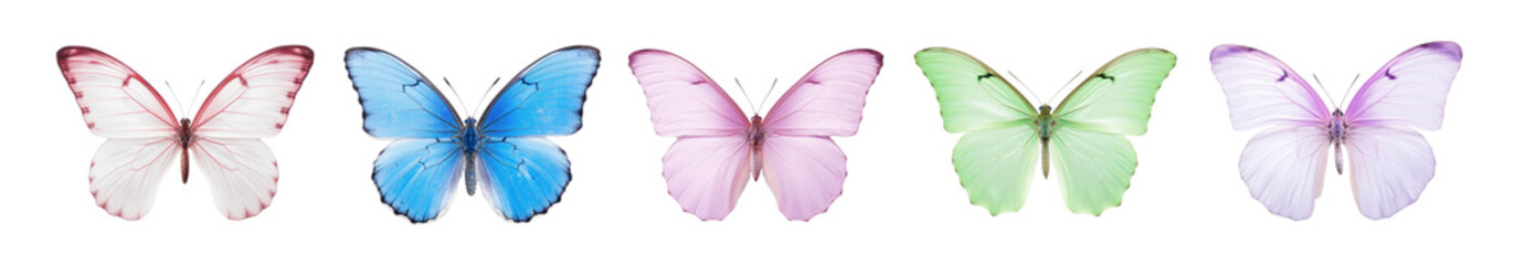 Obraz premium Butterfly animal set