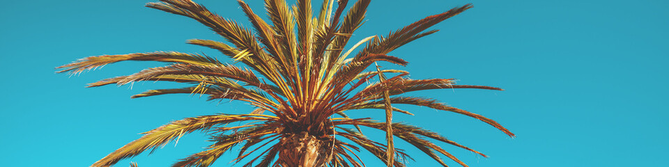 The top of a palm tree against the blue sky. Horizontal banner