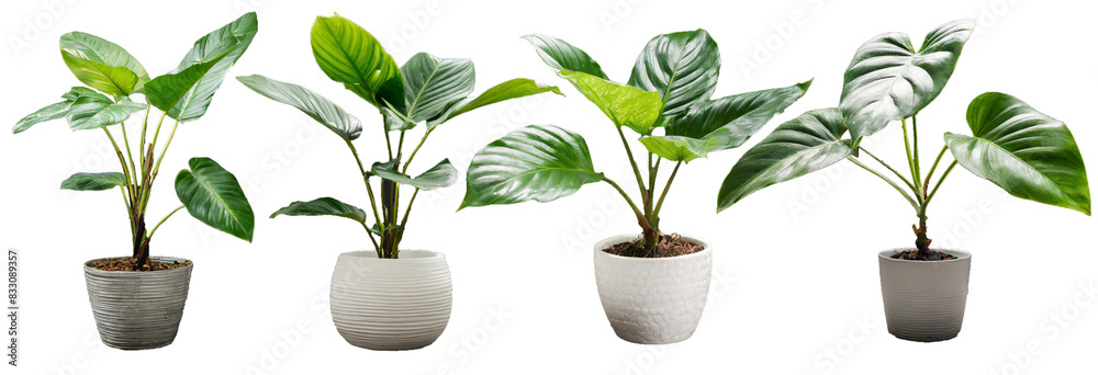 Wall mural set of plant isolated on white background