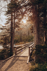 Golden sunlight filters through pines onto a serene lakeside wooden path.