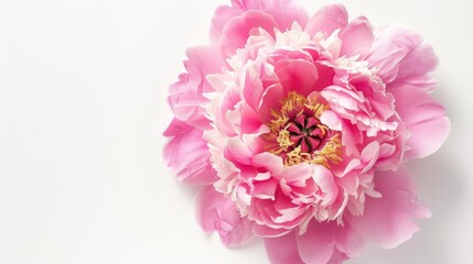 Pink peony blossom on white background Overhead perspective Flat lay design