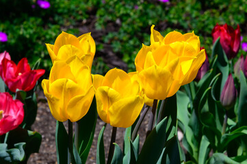 Obraz premium Yellow Tulips bloom at the Holland Tulip Festival, in Holland, Michigan.