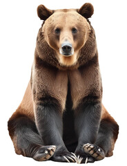 Brown bear sitting with paws crossed, isolated on a clear white background. © Hanoi .s