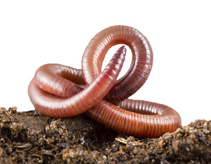 Earthworm and soil isolated cutouts against transparent or white background