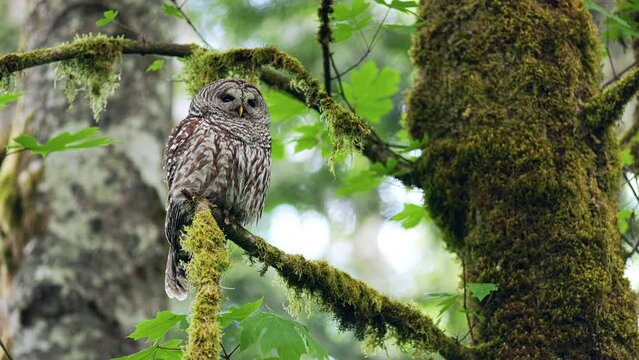 Barred owl (Strix Varia) looking around in a Big leaf maple tree on a windy day in the Pacific Northwest Rainforest.