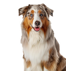 Australian shepherd sitting, perfectly isolated on a transparent or white background.